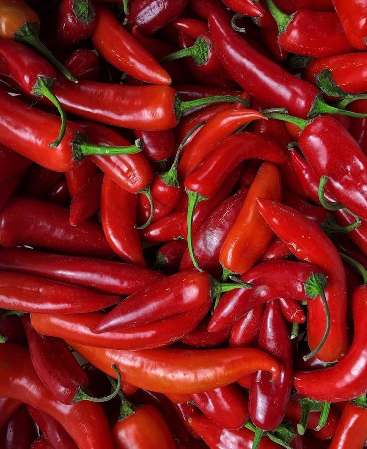 chillies and eggplants