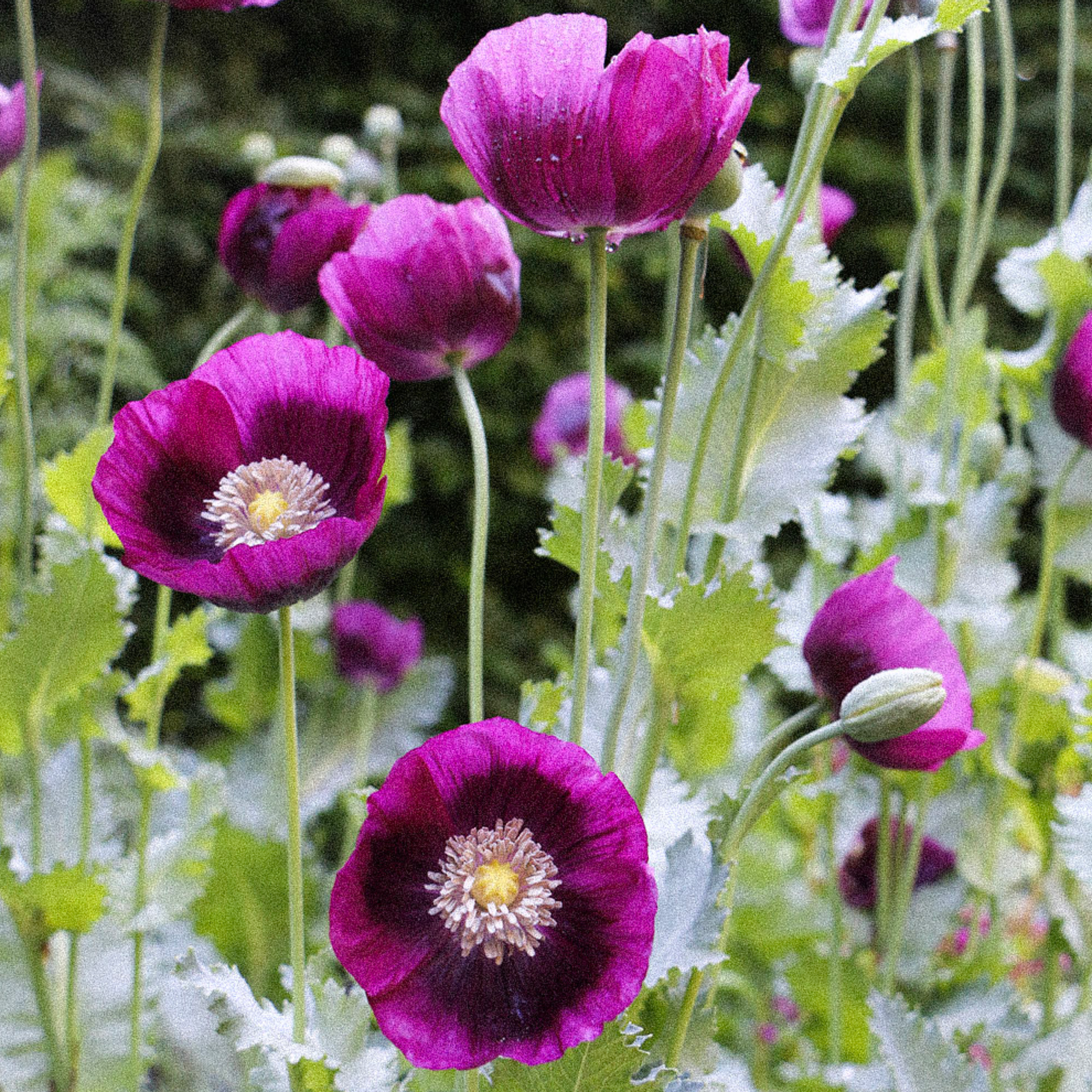 flower seeds