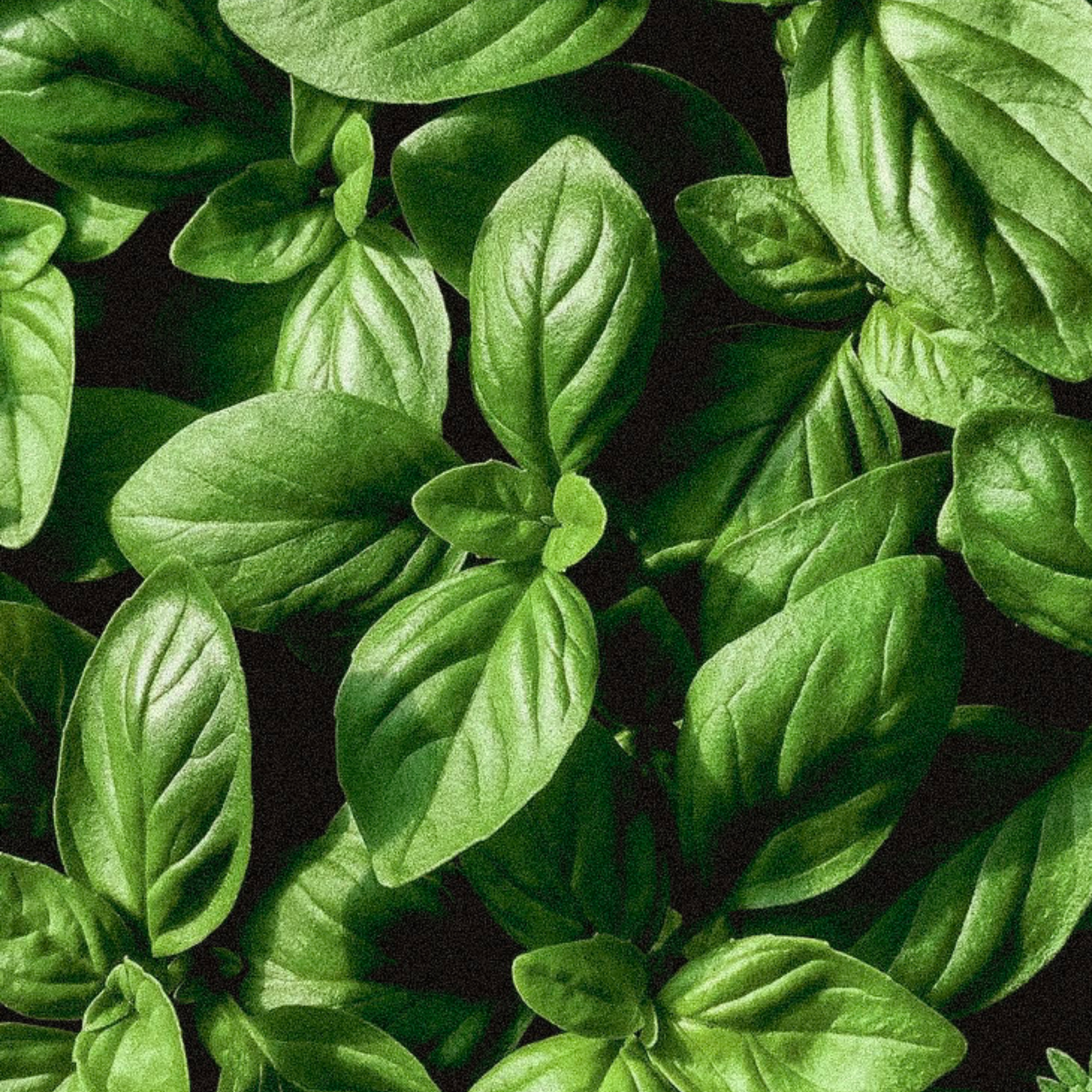 herb seeds
