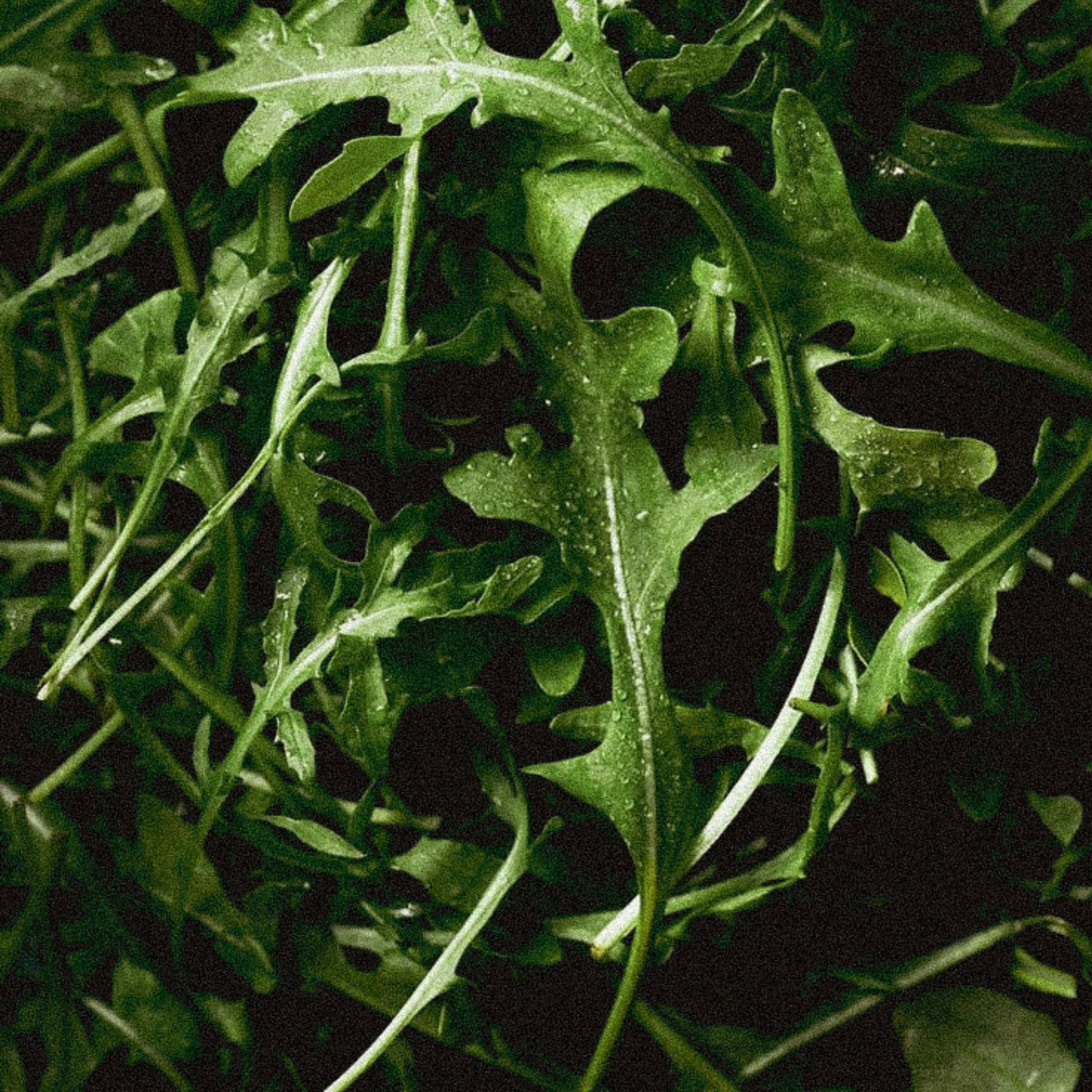 leafy greens