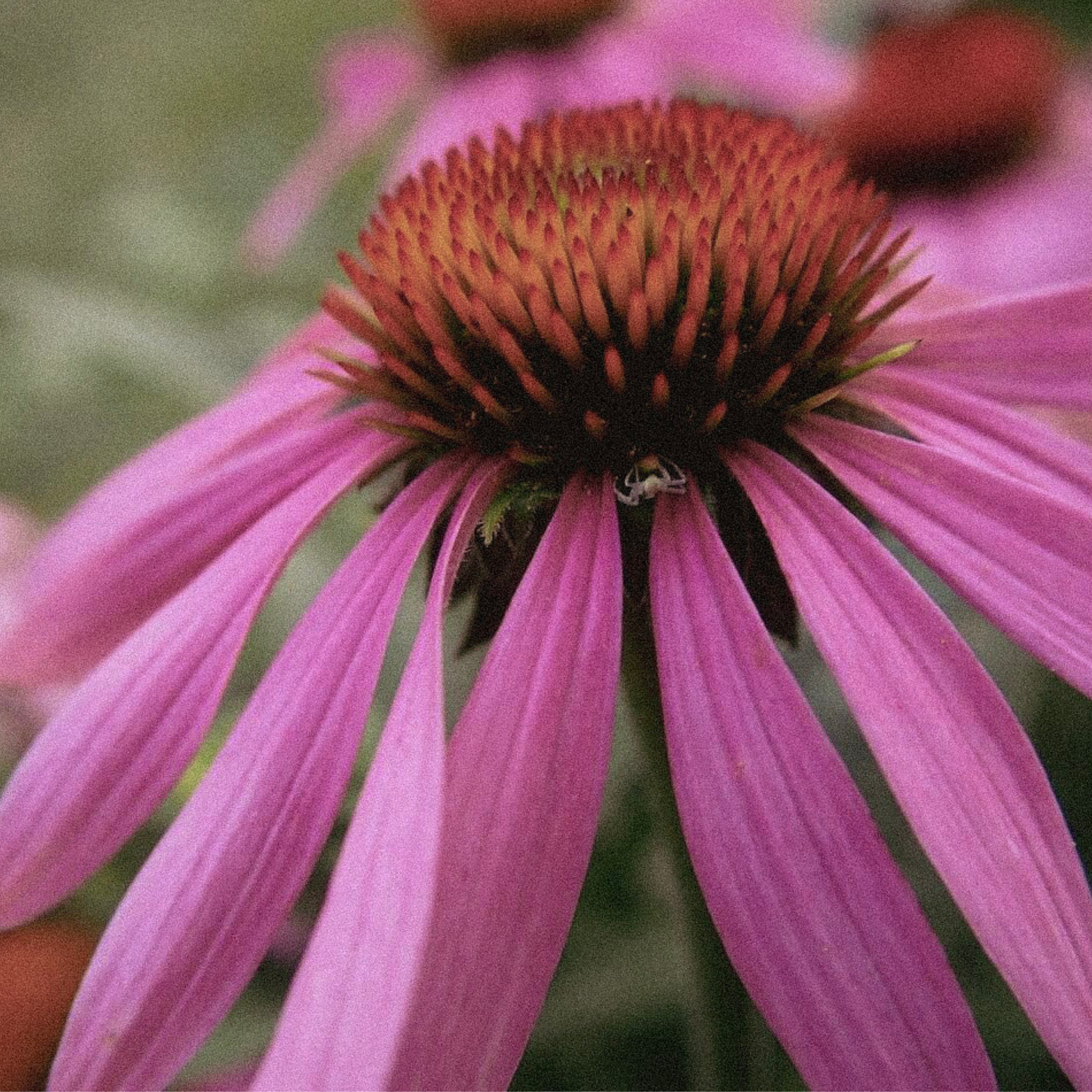 medicinal herb seeds