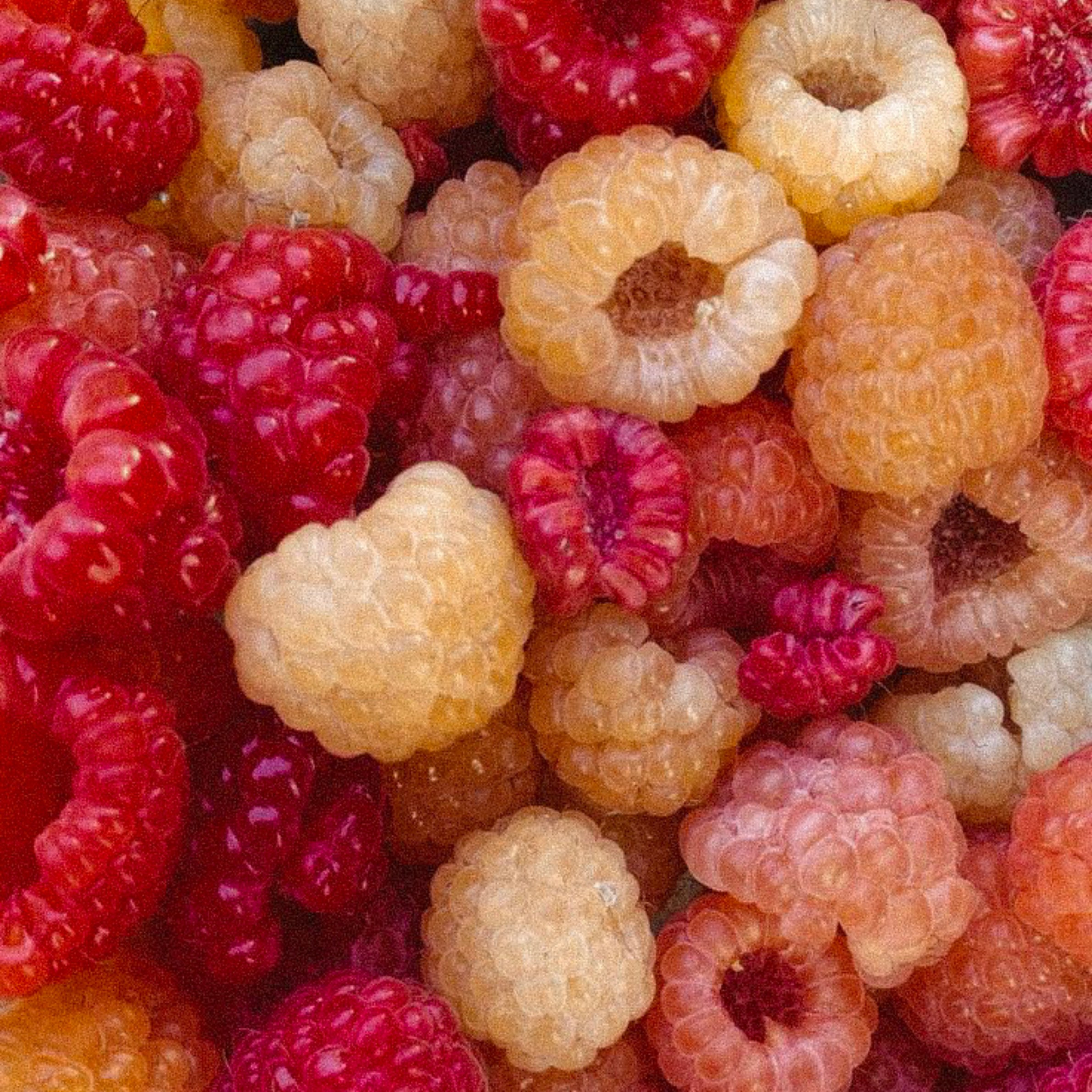 fruit seeds