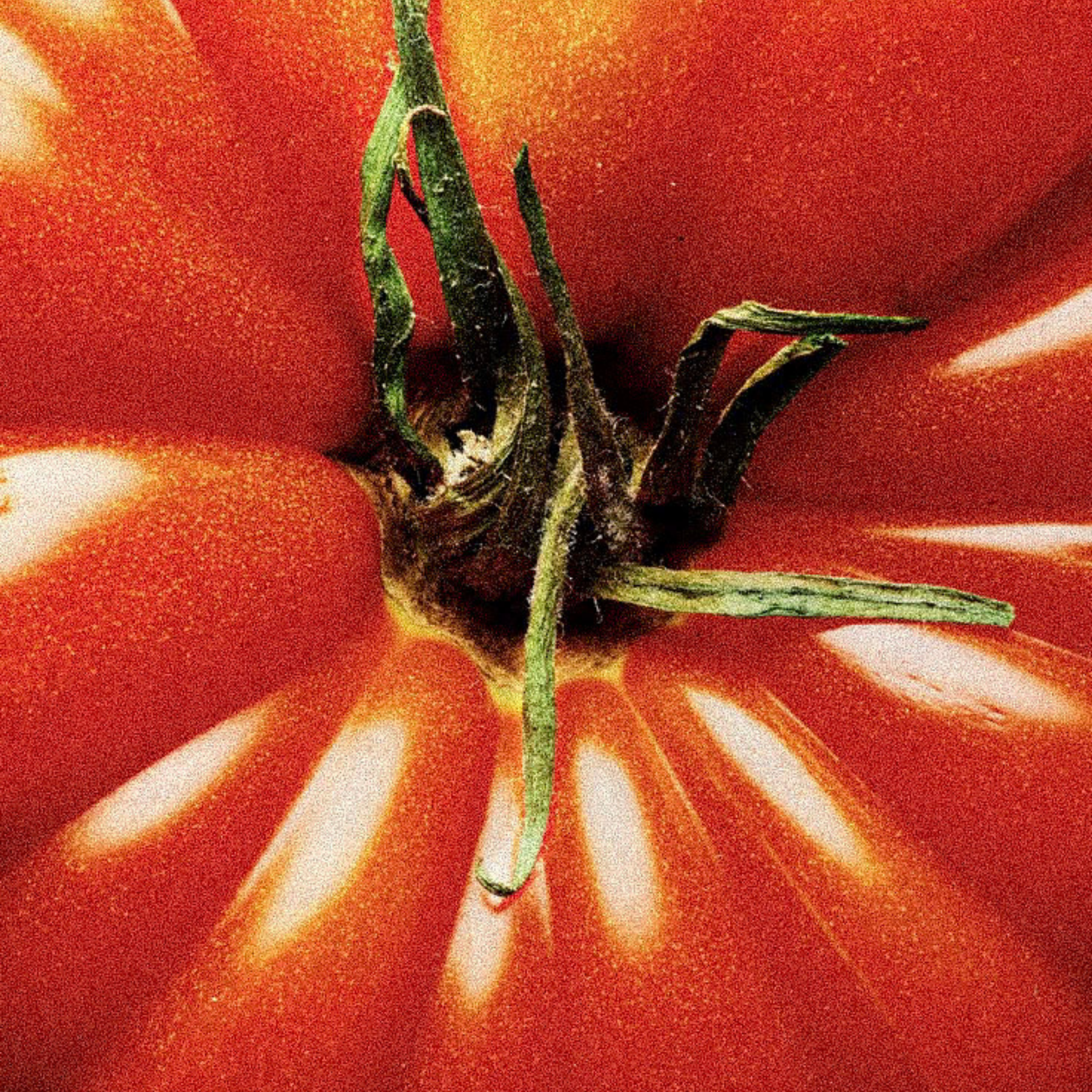 vegetable seeds