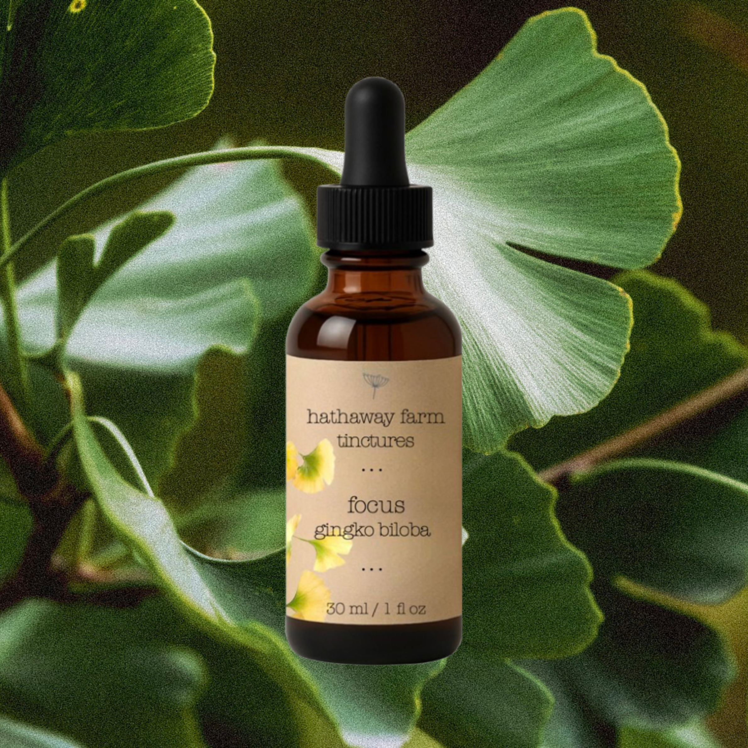 focus ginkgo biloba tincture