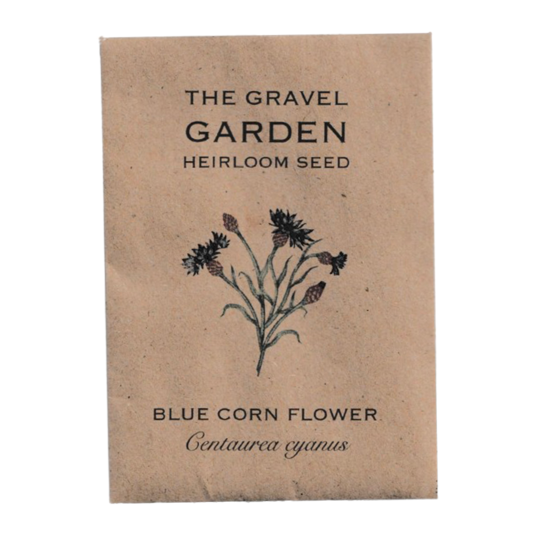 blue cornflower flower seeds