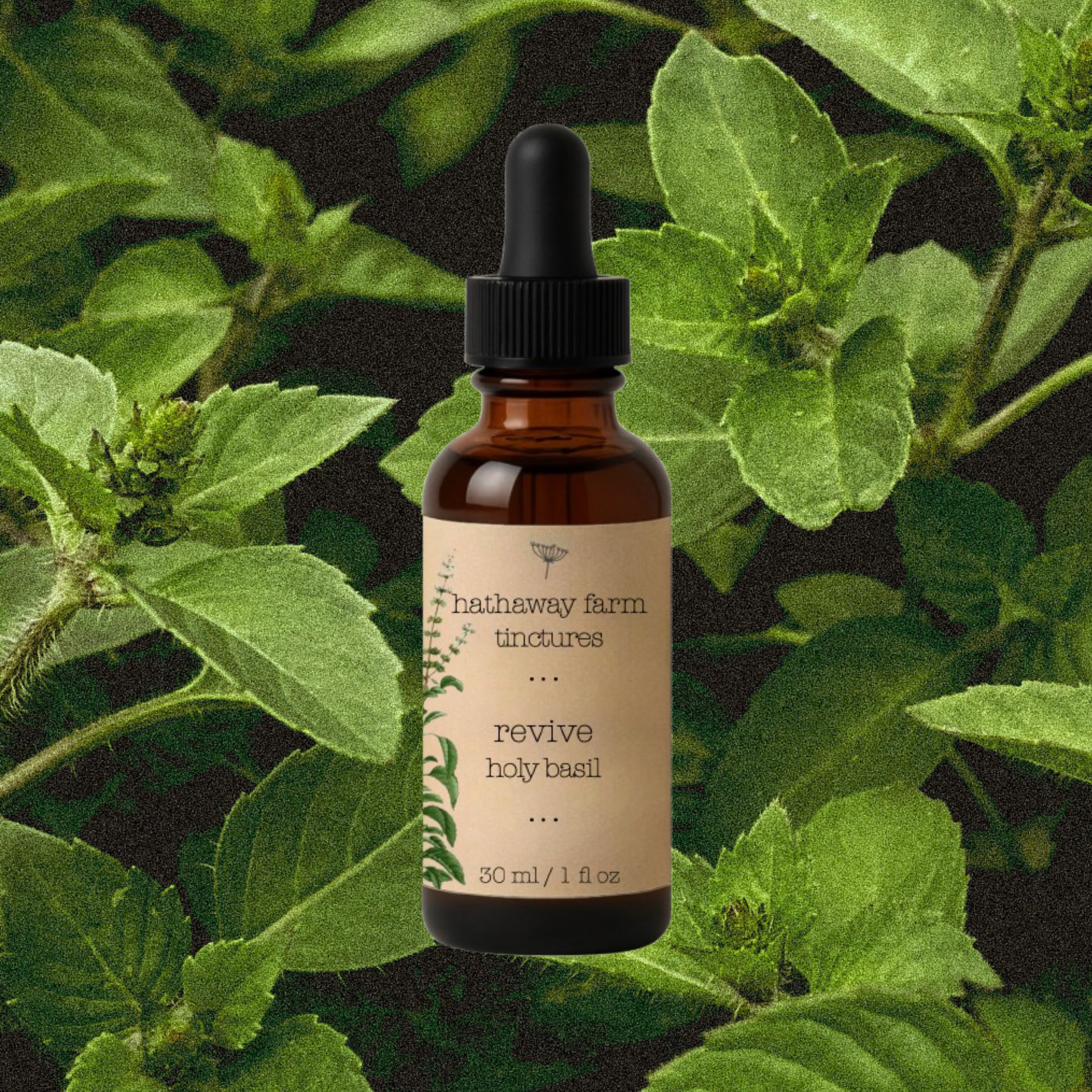 revive holy basil tincture