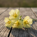 evening primrose seeds