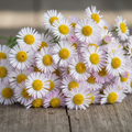 erigeron seeds