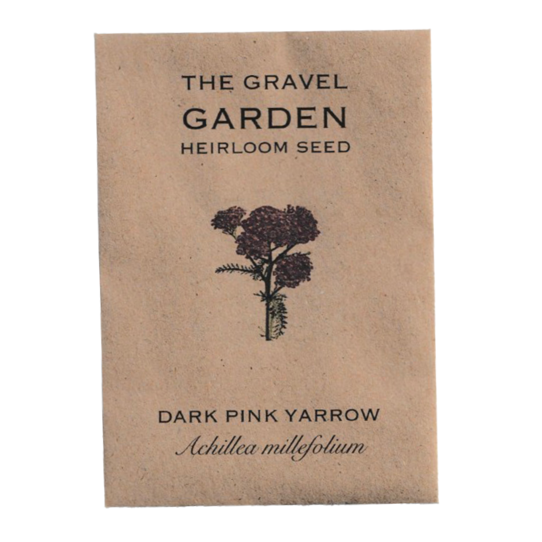 pink yarrow flower seed