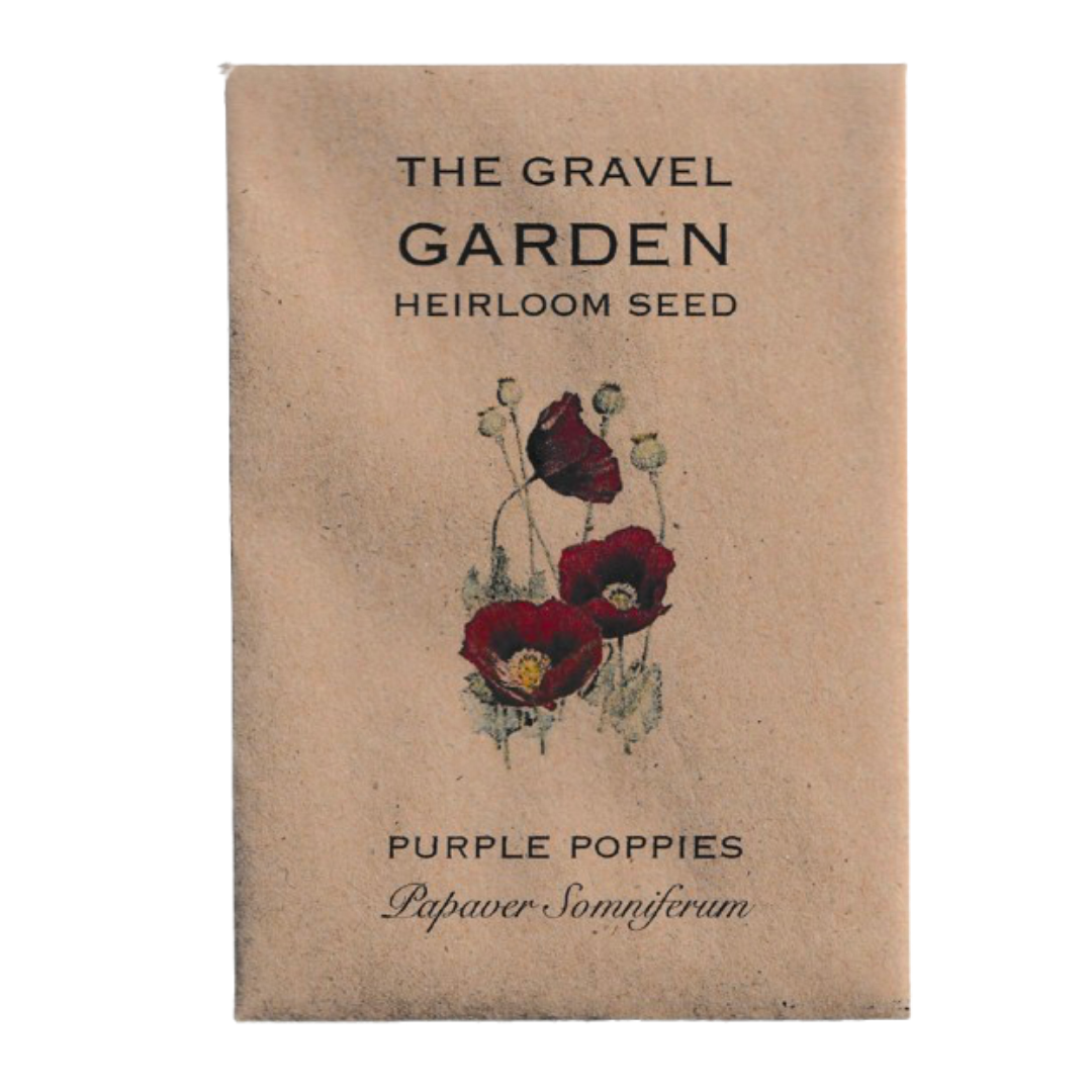 purple poppy flower seeds