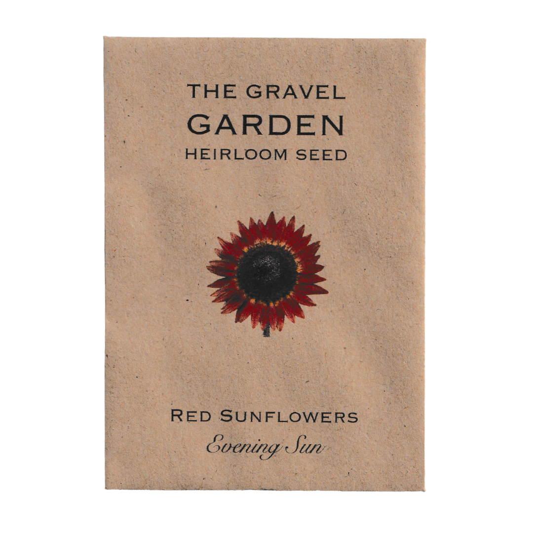 red sunflowers evening sun seeds