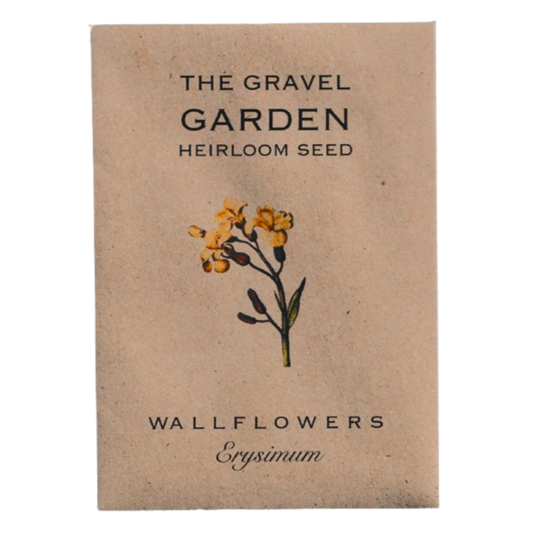 wallflower flower seed