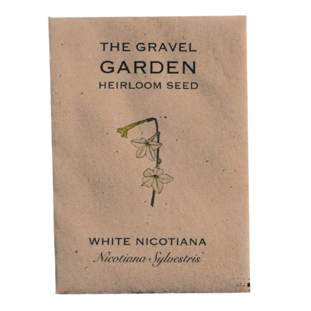 white nicotiana flower seeds
